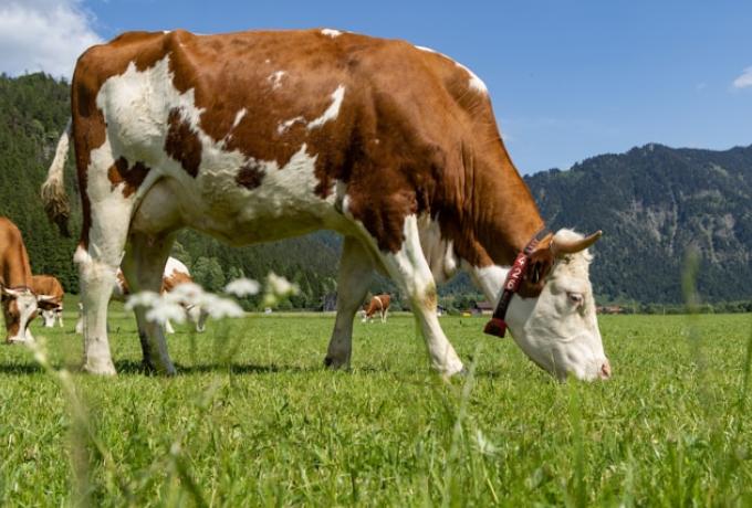 Prodcuteurs de lait bio