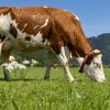 Prodcuteurs de lait bio