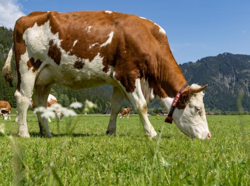 Prodcuteurs de lait bio